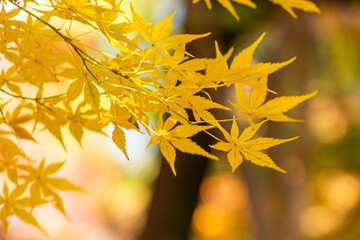 Fototapeta na wymiar 日本のお寺の秋