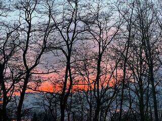 sunset in the trees