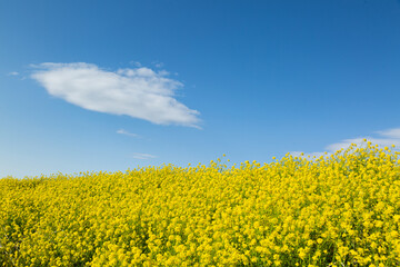 目に映える春の菜の花畑