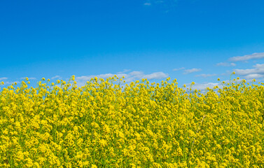 目に映える春の菜の花畑