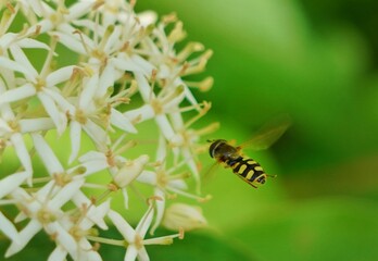 bee on a flower