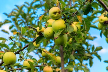 Green apples on the tree in orchard