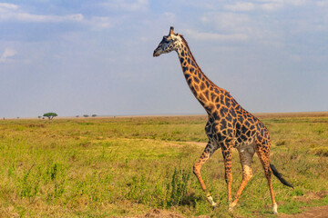Giraffe in savanna in Serengeti national park in Tanzania. Wild nature of Tanzania, East Africa