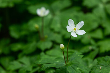 二輪草の群生地