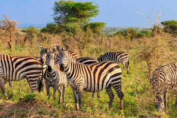 Herd of zebras in savanna in Serengeti national park in Tanzania. Wildlife of Africa