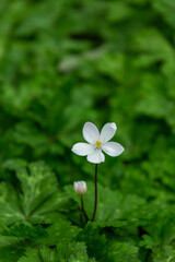 二輪草の群生地