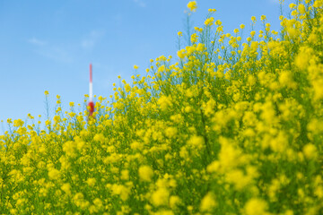 青空と菜の花畑