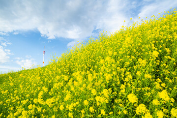 Obraz premium 青空と菜の花畑