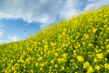 Obraz premium 青空と菜の花畑