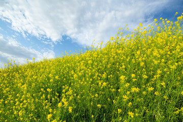 Obraz premium 青空と菜の花畑