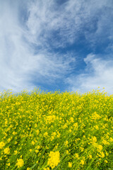 目に映える春の菜の花畑