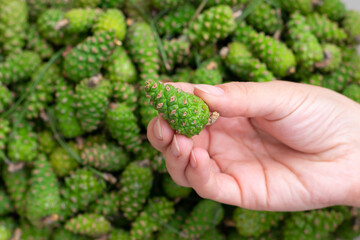 Naklejka na ściany i meble Many freshly gathered green young fir spruce cones.Alternative medicine remedy. Female fingers hold pinecone, making jam.