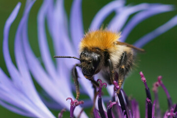 Closeup on a brown banded bumblebee worked, sitting on a blue montane knapweed flower , Centaurea montana