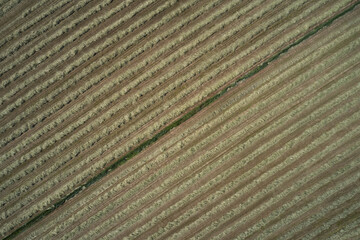 Mowed grass top view. Plantation harvesting drone view. Harvest in italy aerial view. Rows of cut grass at high altitude.