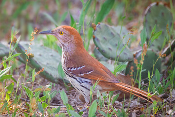 A brown thrasher, Toxostoma rufum,  on the ground with prickly pear cactus.