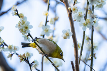 梅の花の蜜を吸う春の目白