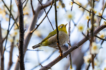 Naklejka premium 梅の花の蜜を吸う春の目白