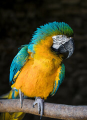 beautiful blue yellow macaw parrot 