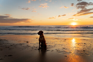 Dog in the sunset by the sea