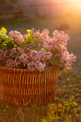 flowers in the garden