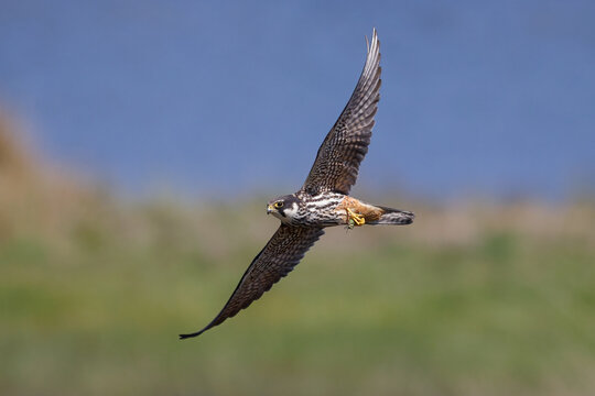 Eurasian Hobby flying with dragonfly