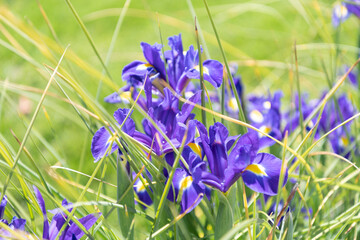 violet iris spring flowers on green natural background