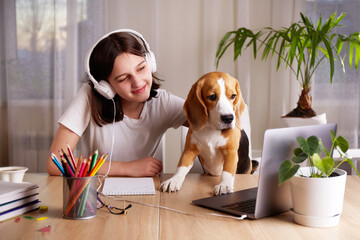A young teenage girl is sitting at a desk with her beagle dog and looking at a laptop screen. The...