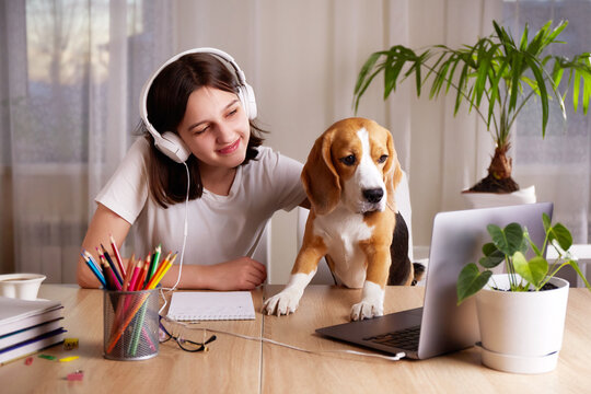A young teenage girl is sitting at a desk with her beagle dog and looking at a laptop screen. The concept of home schooling, distance education, online learning of foreign languages.  - Powered by Adobe