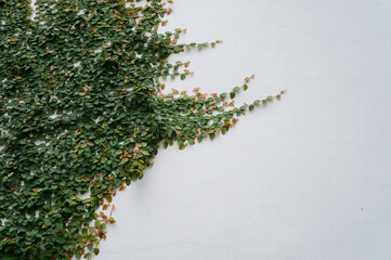 sawn wood on the wall of the house