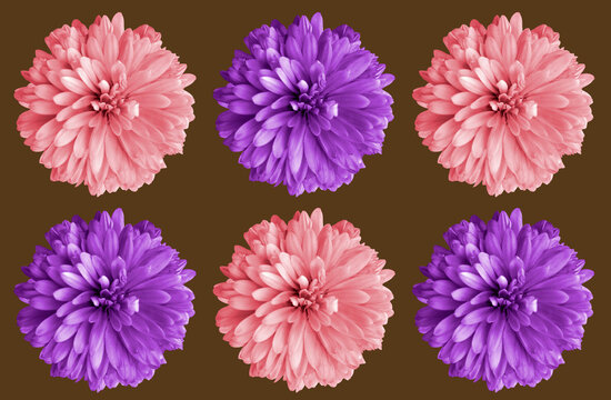Top veiw, Set chrysanthemums flower pink and violet color blossom blooming  isolated on brown background for stock photo or illustration, summer plants