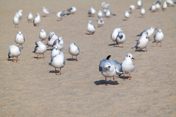 Seagulls Resting at Haeundae Beach in Busan, South Korea.