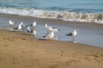 A flock of seagulls gathered near the waves of the sea