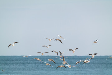 The Sea and flying seagulls in Haeundae, Busan, South Korea.