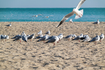 Beautiful sandy beach and seagulls in Haeundae, Busan, South Korea.