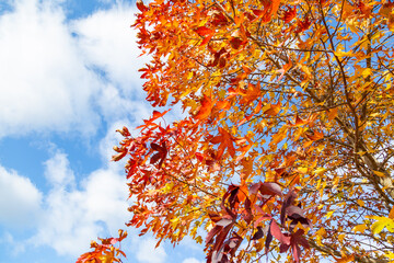 青空に映えるモミジバフウの紅葉
