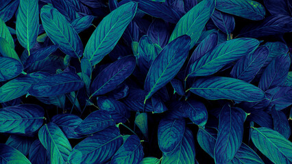 closeup of dark blue leaf background