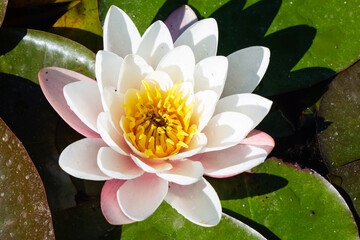 Water lilies in the pond, (Nymphaea).are a genus of plants in the water lily family (Nymphaeaceae).