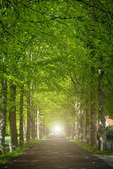 Tunnel-like Avenue of Linden Trees, Tree Lined Footpath through Park in Spring