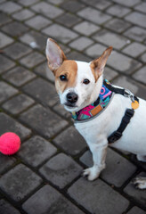 Jack russell on the pavement