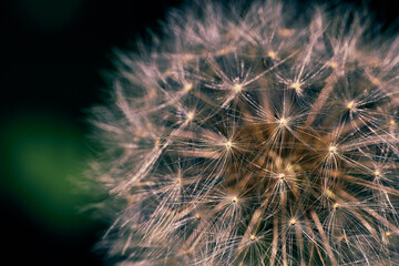 Close-up photo of the head of a dandelion flower with a blurry background.