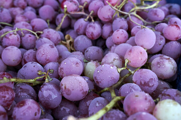 Background of red or pink grapes with dew drops. Ripe bunches of grapes ready to eat. Healthy...