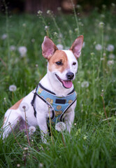 Jack Russell terrier on the grass