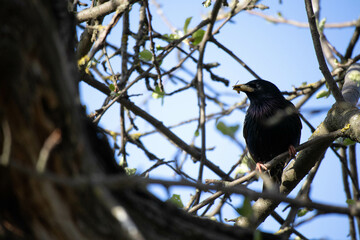 Starling with a worm in its beak. A black little bird sits on a branch of an apple tree. High quality photo