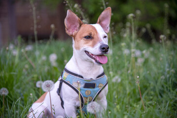 Jack Russell terrier on the grass