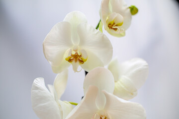 Naklejka na ściany i meble Beautiful tropical orchid flower. isolated white orchid flower. white background