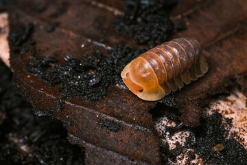 Isopod - Cubaris Rubber ducky, On the bark in the deep forest, macro shot isopods.