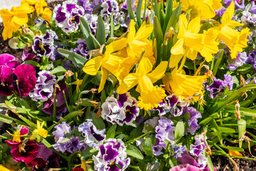 Fresh growing flowers in a park in Chur in Switzerland