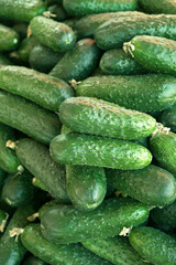 Greenhouse cucumbers, top view, vegetables harvest, food background or texture, place for text.