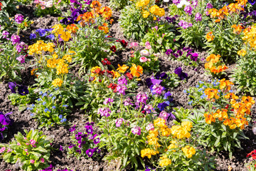 Fresh growing flowers in a park in Chur in Switzerland
