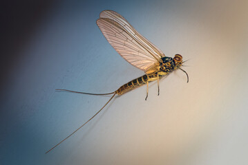 Eintagsfliege